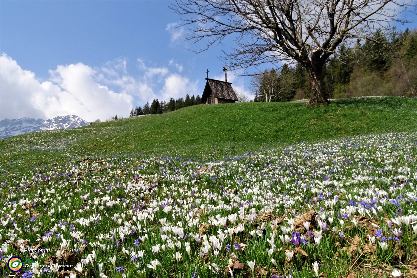 36 ed all'improvviso ecco le prime distese fiorite di crocus.JPG